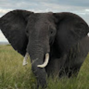 Meet your Posher, Summer